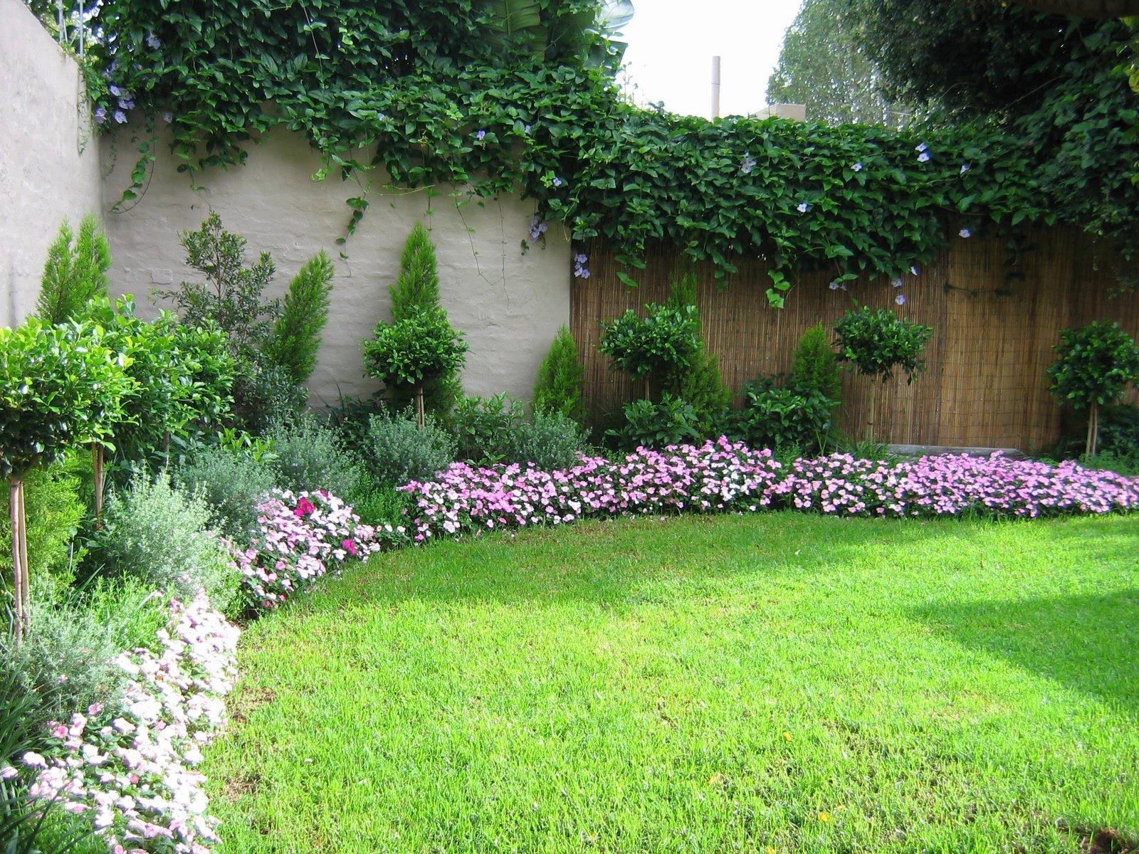 tall plants for small gardens - garden design ideas