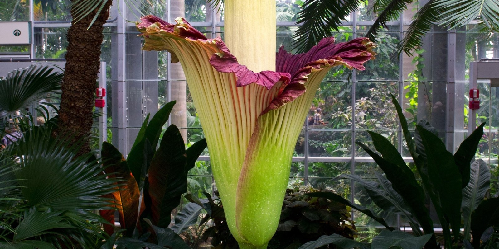 corpse flower dc live feed - hd image flower and rose xmjunci
