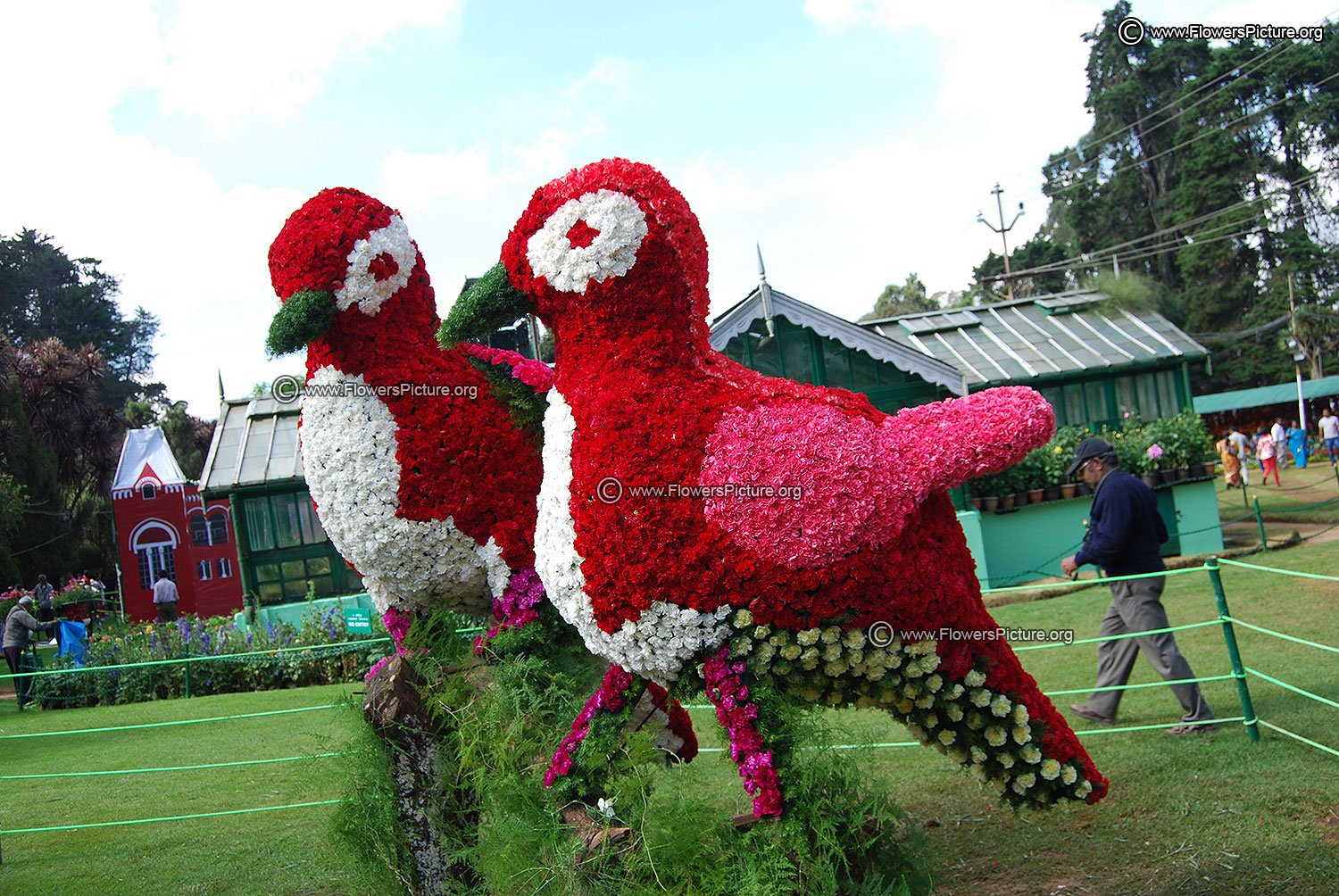 ooty flower show 2015 photos gallery
