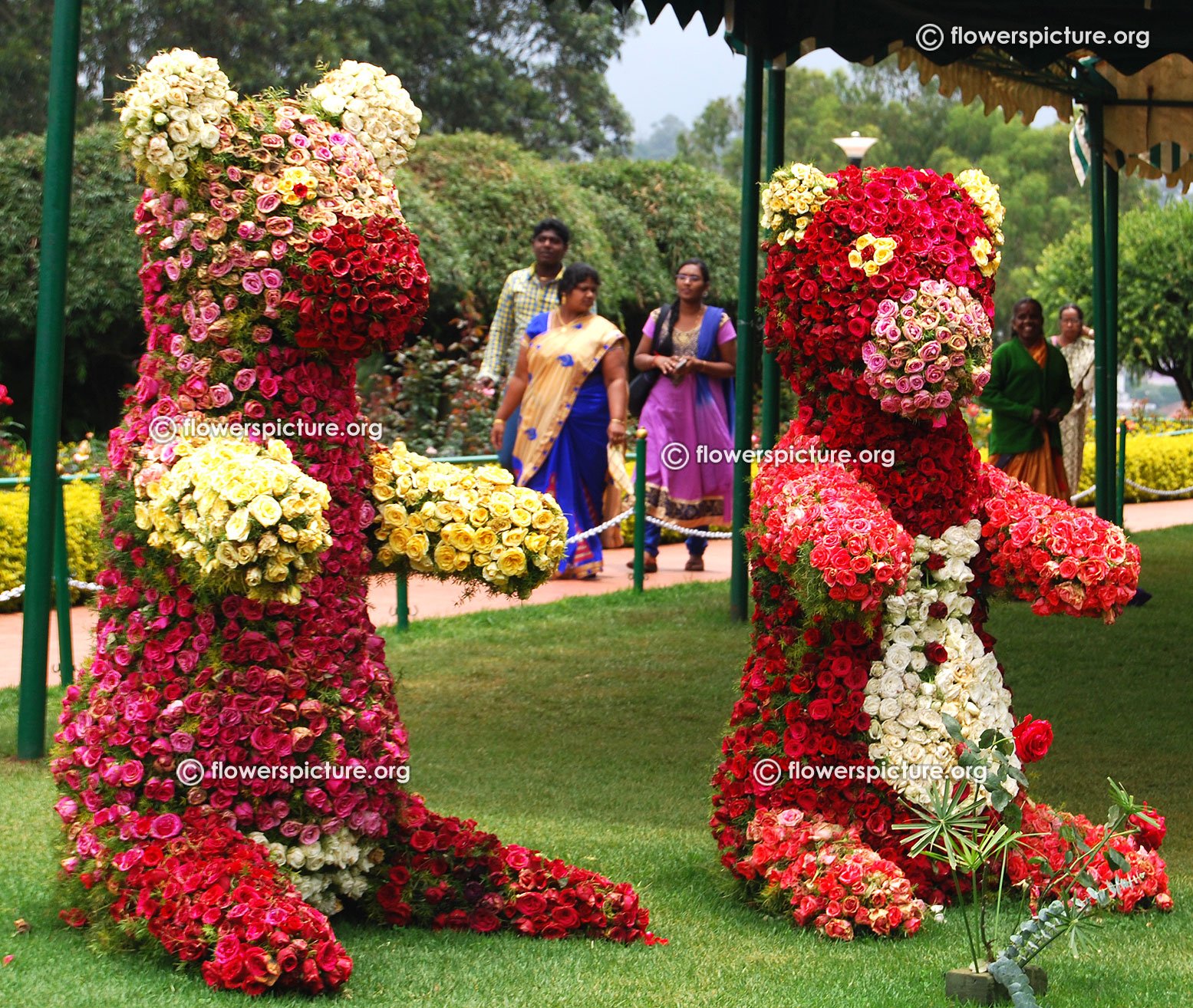 ooty rose garden flower show and rose varieties