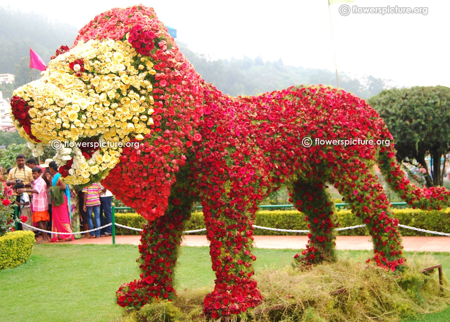 ooty rose garden flower show and rose varieties