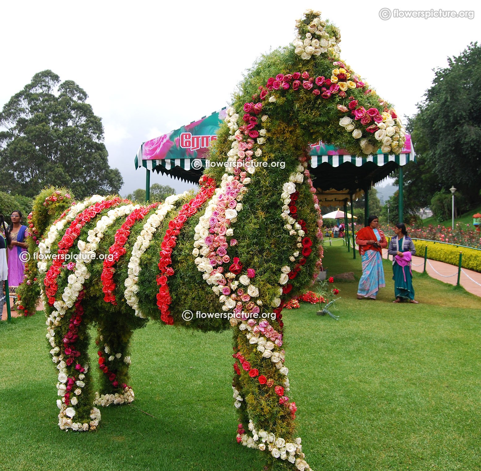 ooty rose garden flower show and rose varieties