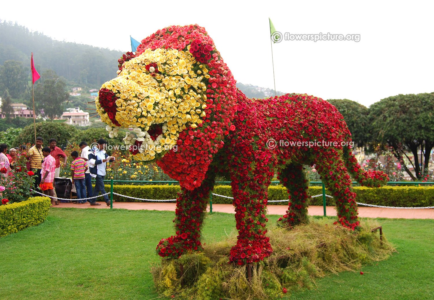 ooty rose garden flower show and rose varieties