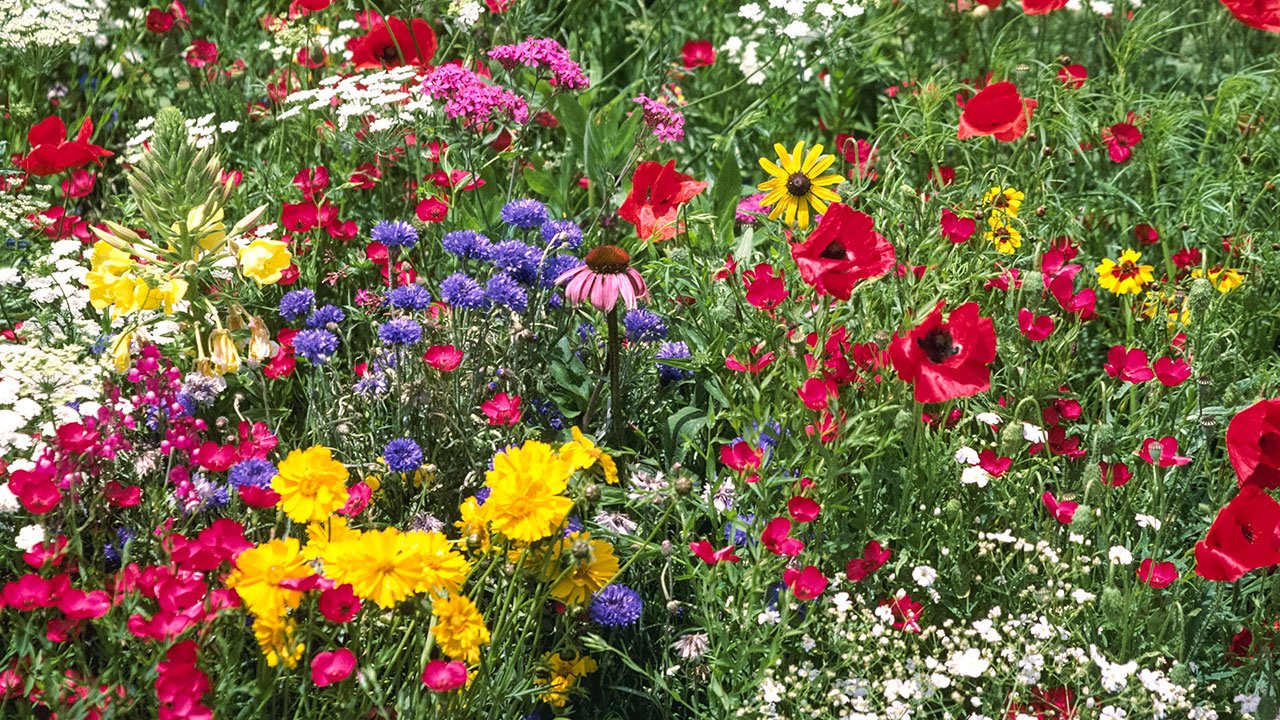 when is the best time to plant wildflowers? | organic gardening blog