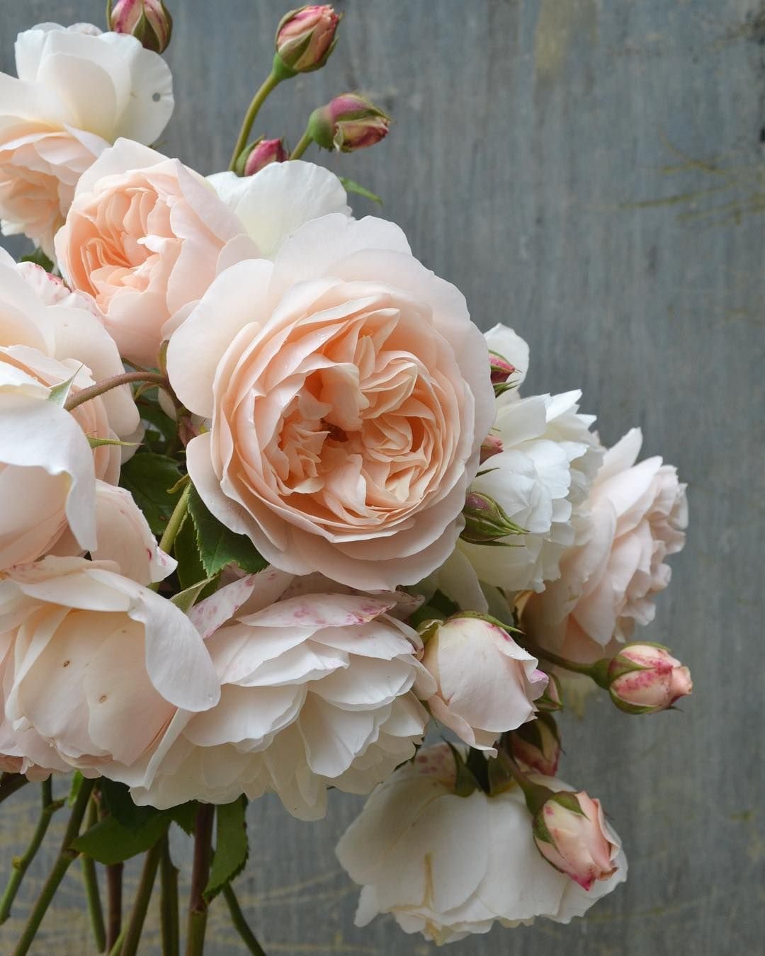 oh you lucky june brides!!!! it's project rose next week - weeding