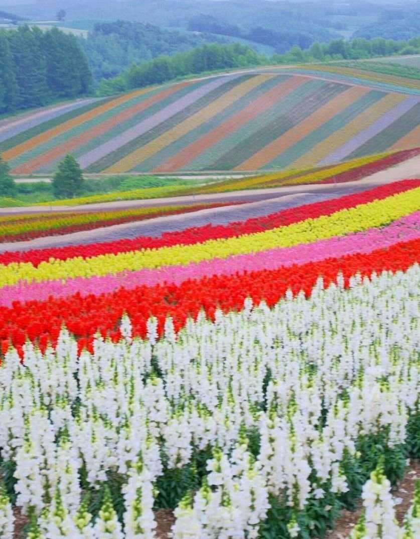 panoramic flower gardens shikisai-no-oka, biei, hokkaido, japan