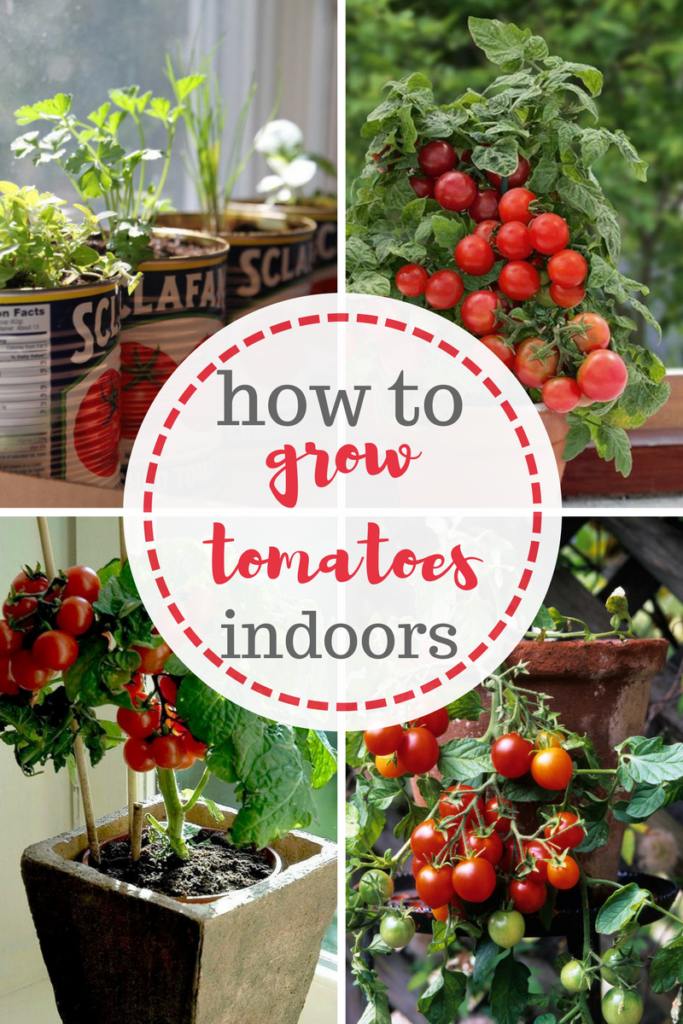 Growing Tomatoes Indoors Hydroponically | Cromalinsupport