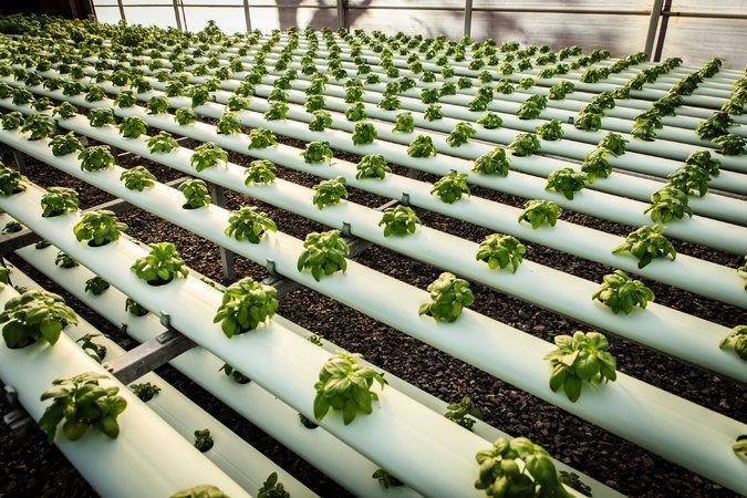 Do you agree with this controversial idea? #TowerGarden # ...