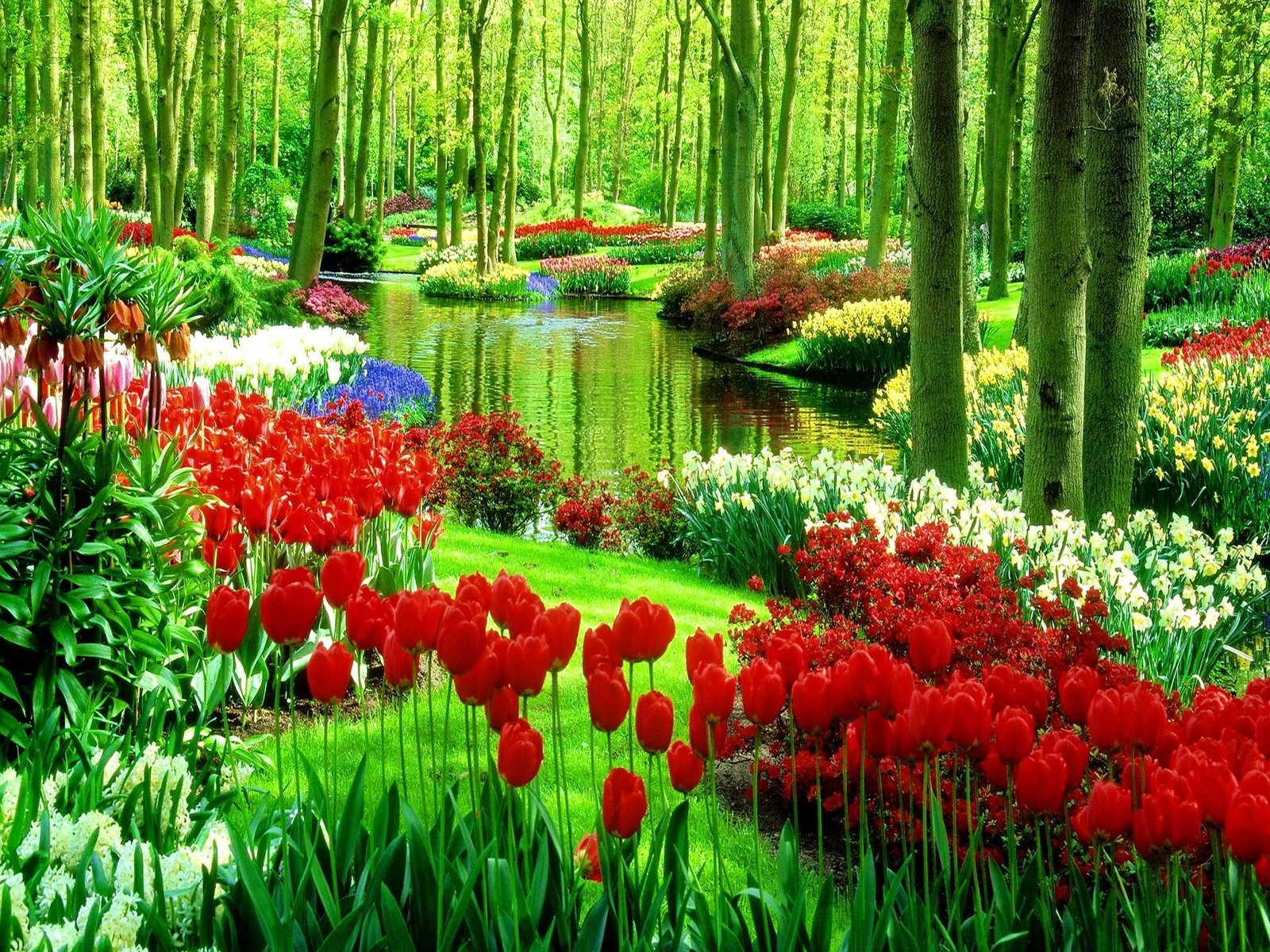 green park with flowers nature full hd wallpaper | nature in 2019