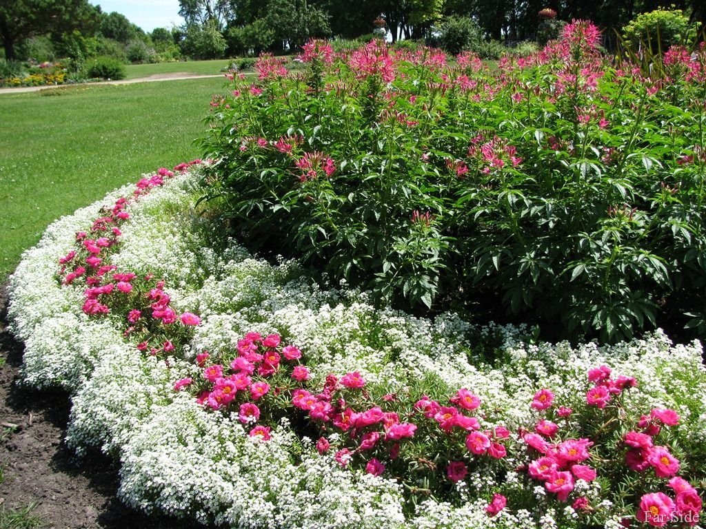 alyssum and moss rose fuchsia border | sun annuals | garden, alyssum