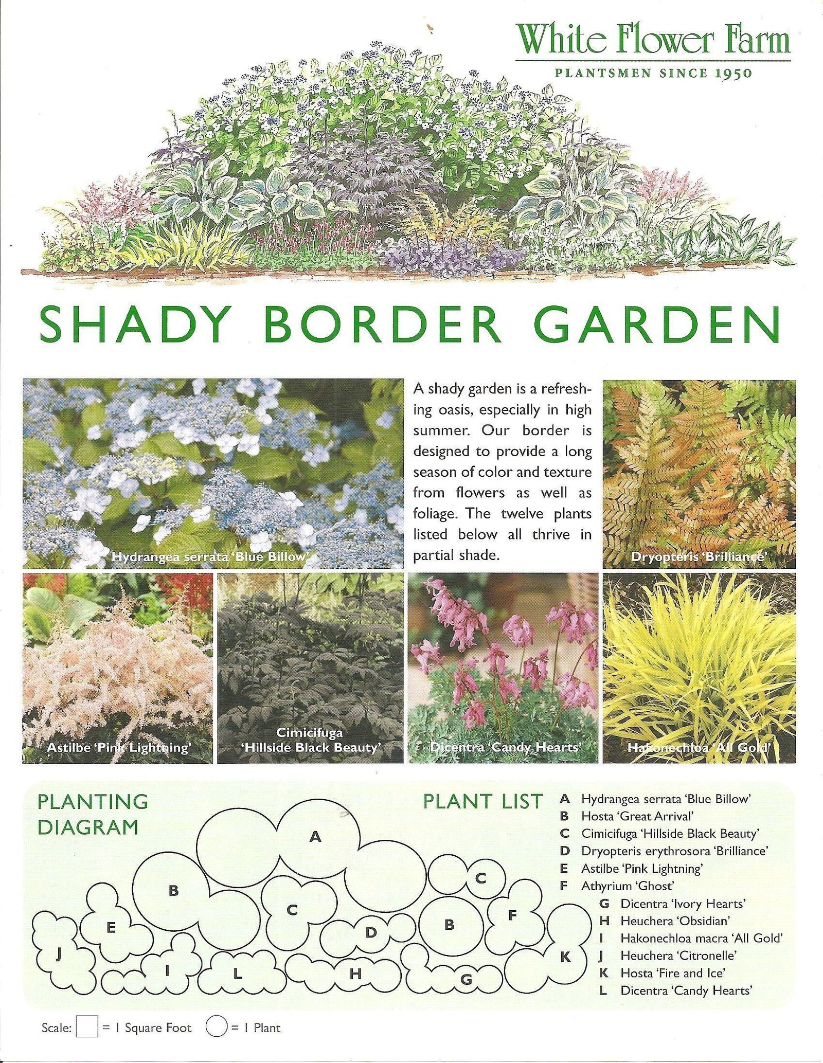 shady border garden plan from white flower farm border plan is from