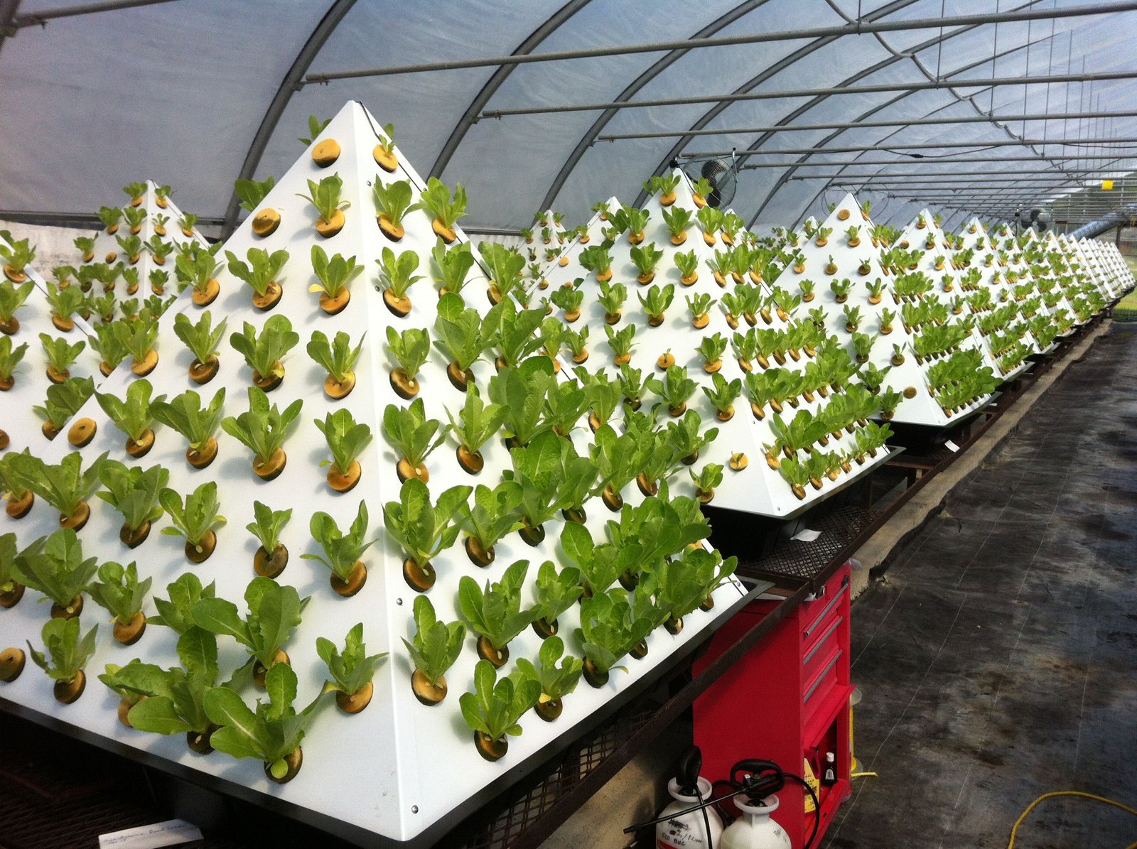 Growing Romaine Lettuce in Pyramid Hydroponic Gardens ...