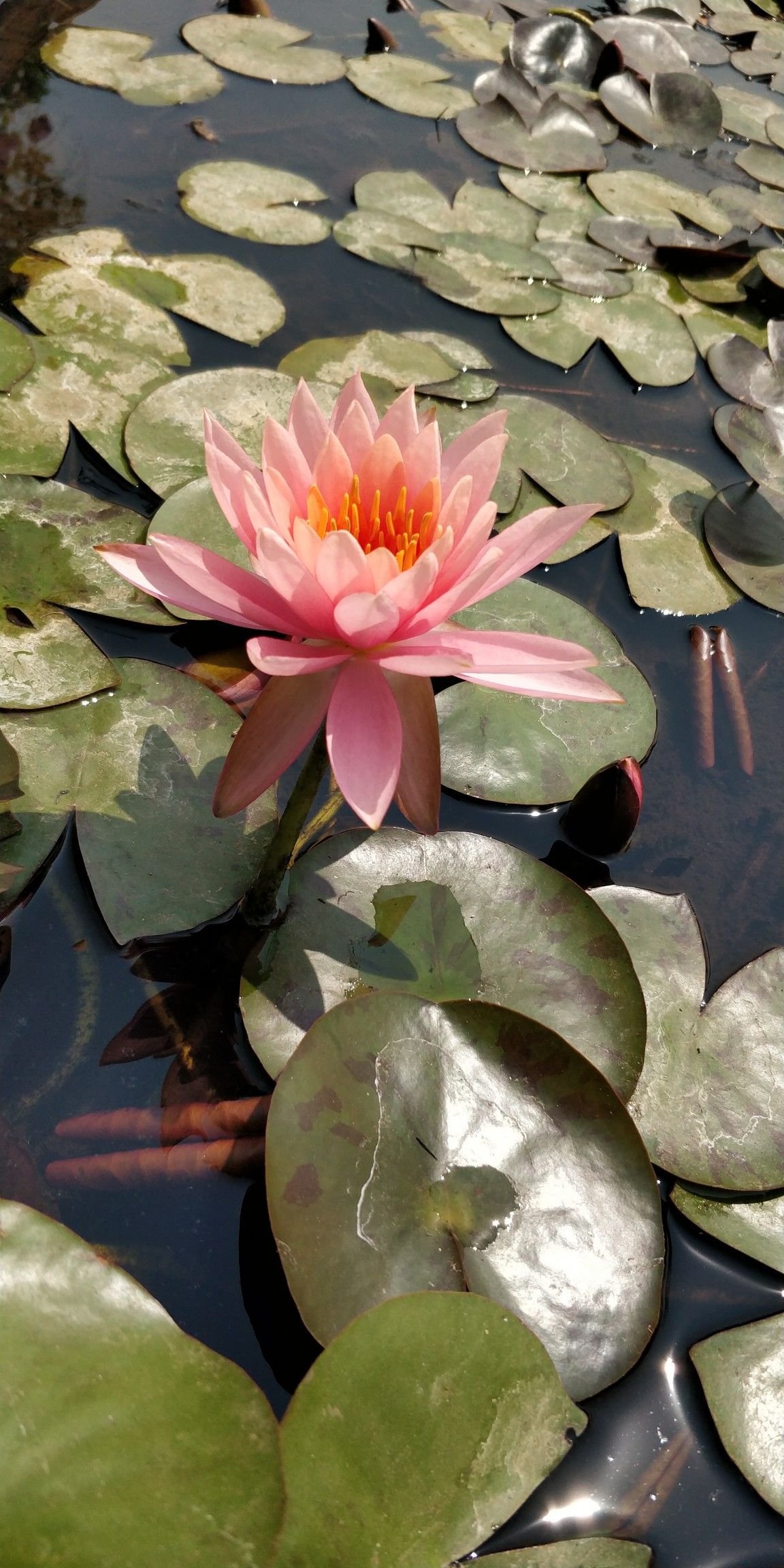 lotus the national flower of india. | lotus | plant leaves, flowers