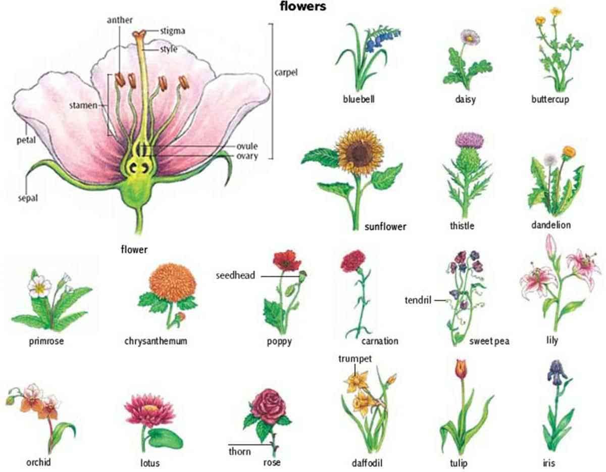 learn english vocabulary through pictures: flowers and plants