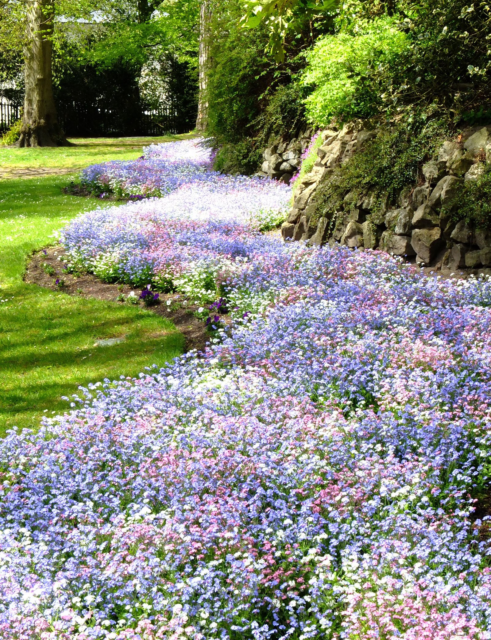 sandy's favorite flowers: forget-me-nots. the most delicate, perhaps