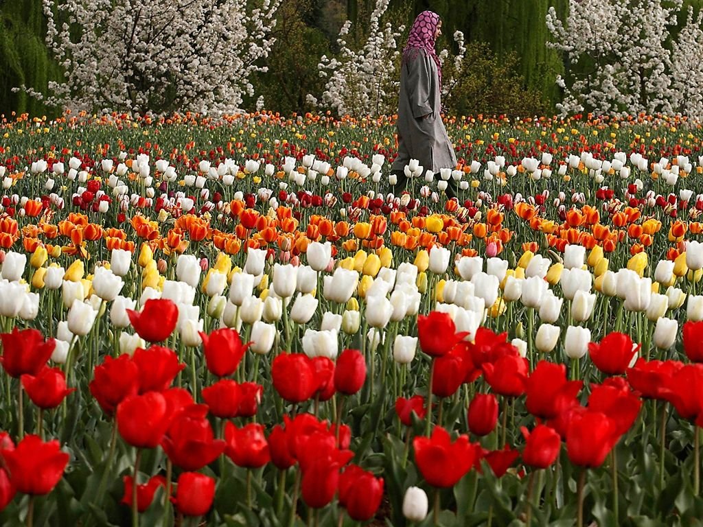 tulip garden, srinagar india | gardens: tulips | kashmir india