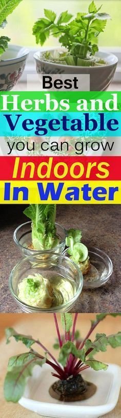 10 Herbs You Can Grow Indoors In Water All Year Long ...