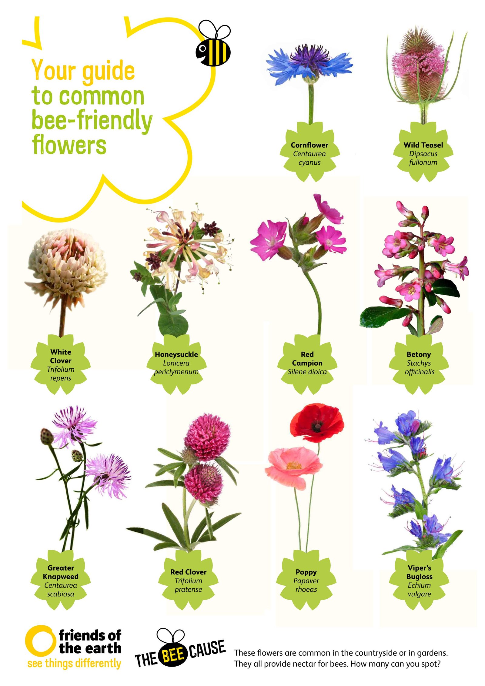 make a pollinator garden to help to save the bees