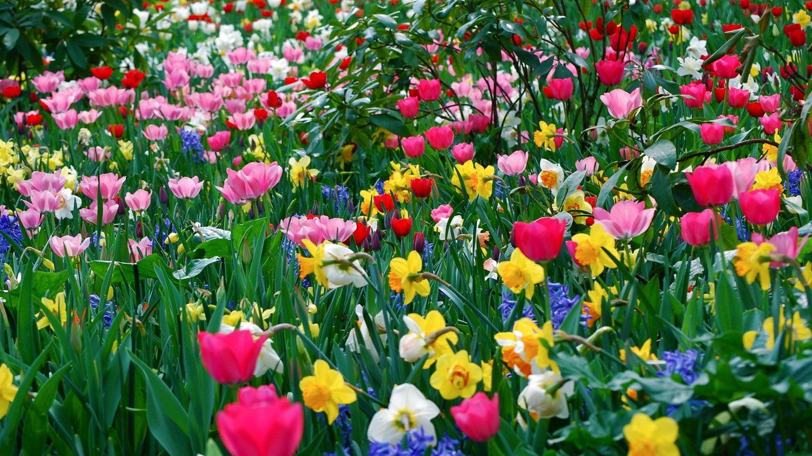 hd wide_hd wallpapers for pc full screen flower | hd wallpaper full
