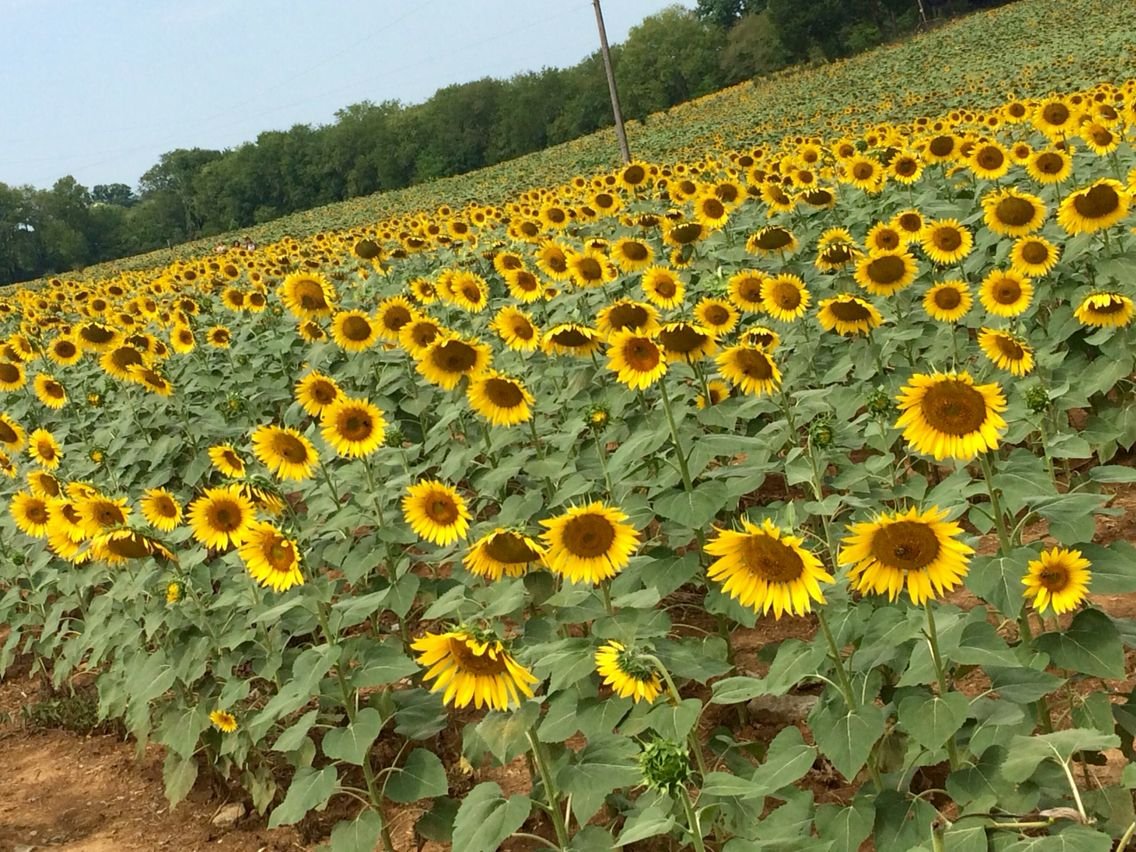 sunflower field on ooltewah-georgetown rd. | chattanooga