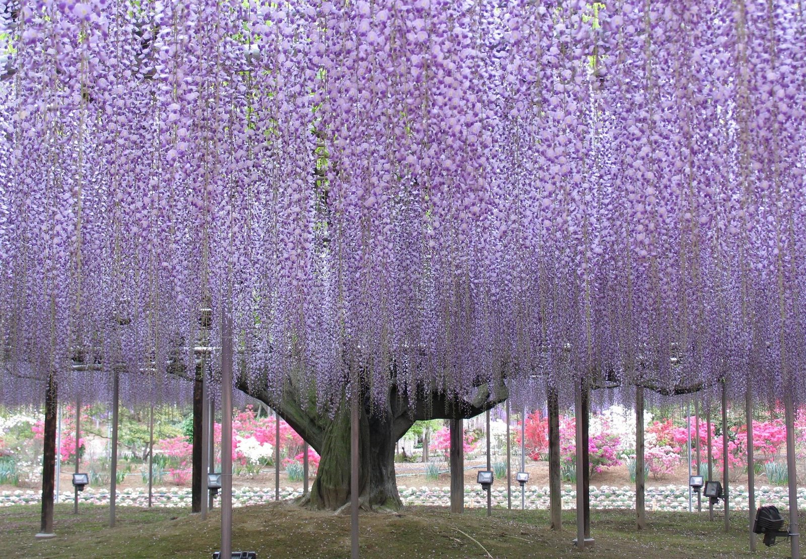 ashikaga flower park japanese wisteria | gardening | wisteria