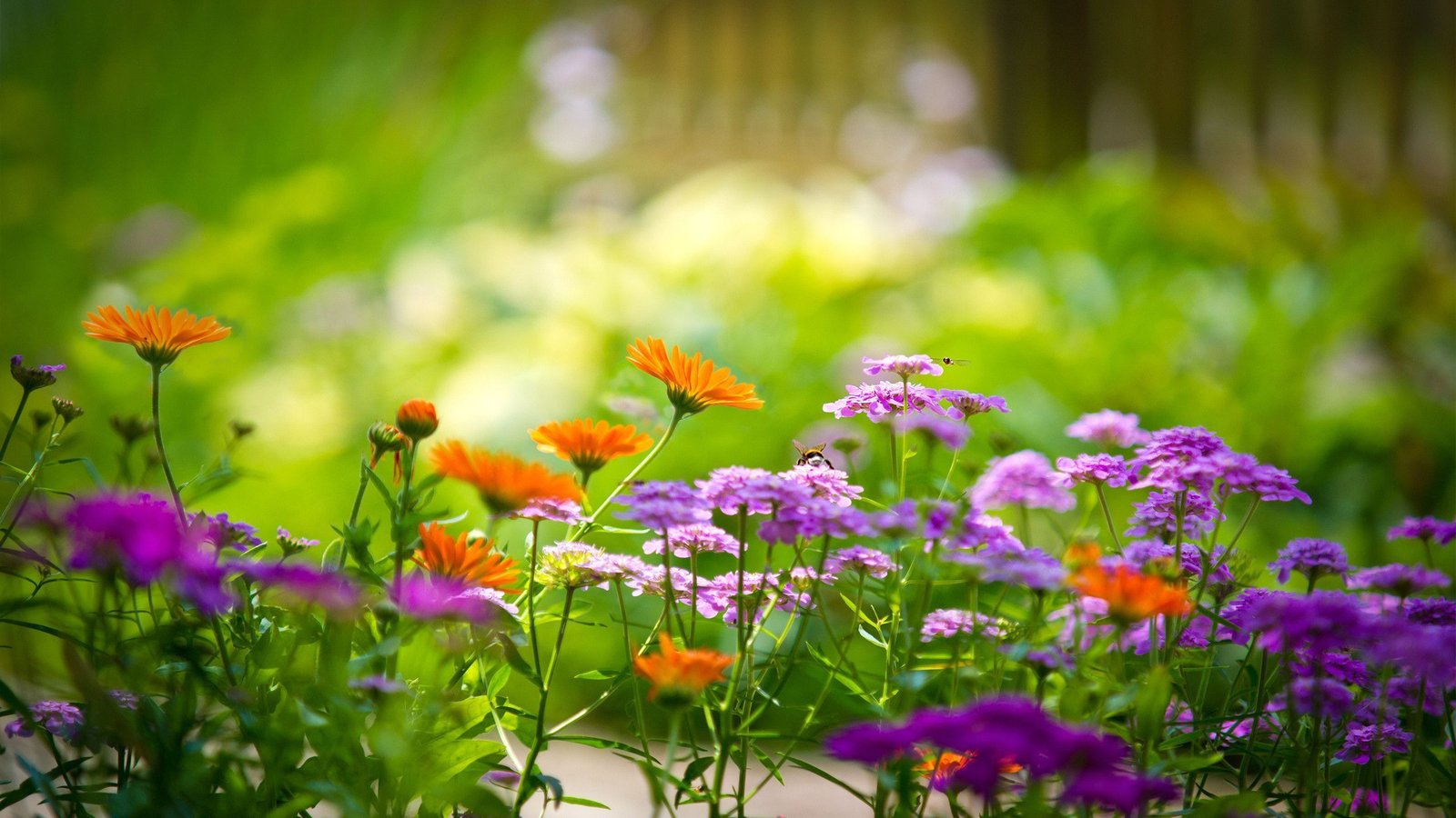 hd flower garden wallpaper 1920×1080 flower garden backgrounds (48
