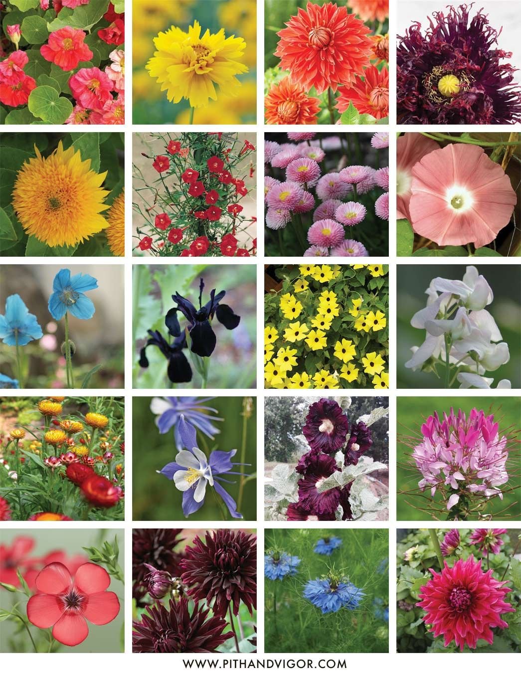 a cutting flower garden plan | breathtaking plant combinations