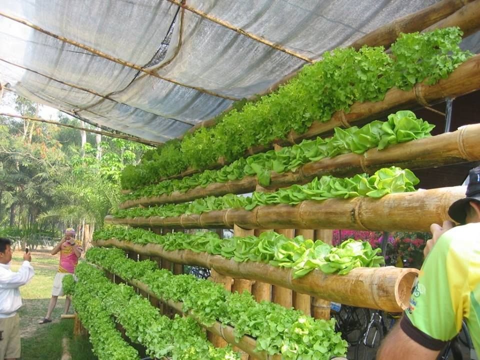 Bamboo and Lettuce Hydroponics System. Natural elements ...