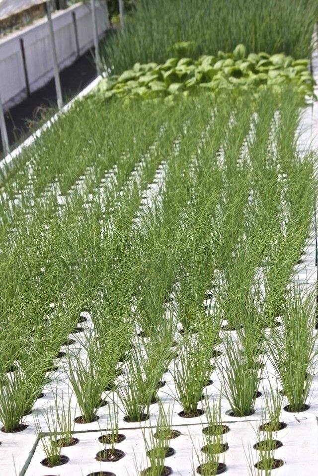 The benefits of aquaponics. | PREPPERS: Aquaponics ...