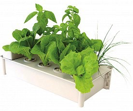Salad Box Hydroponic Salad Garden Kit | Hydroponic ...