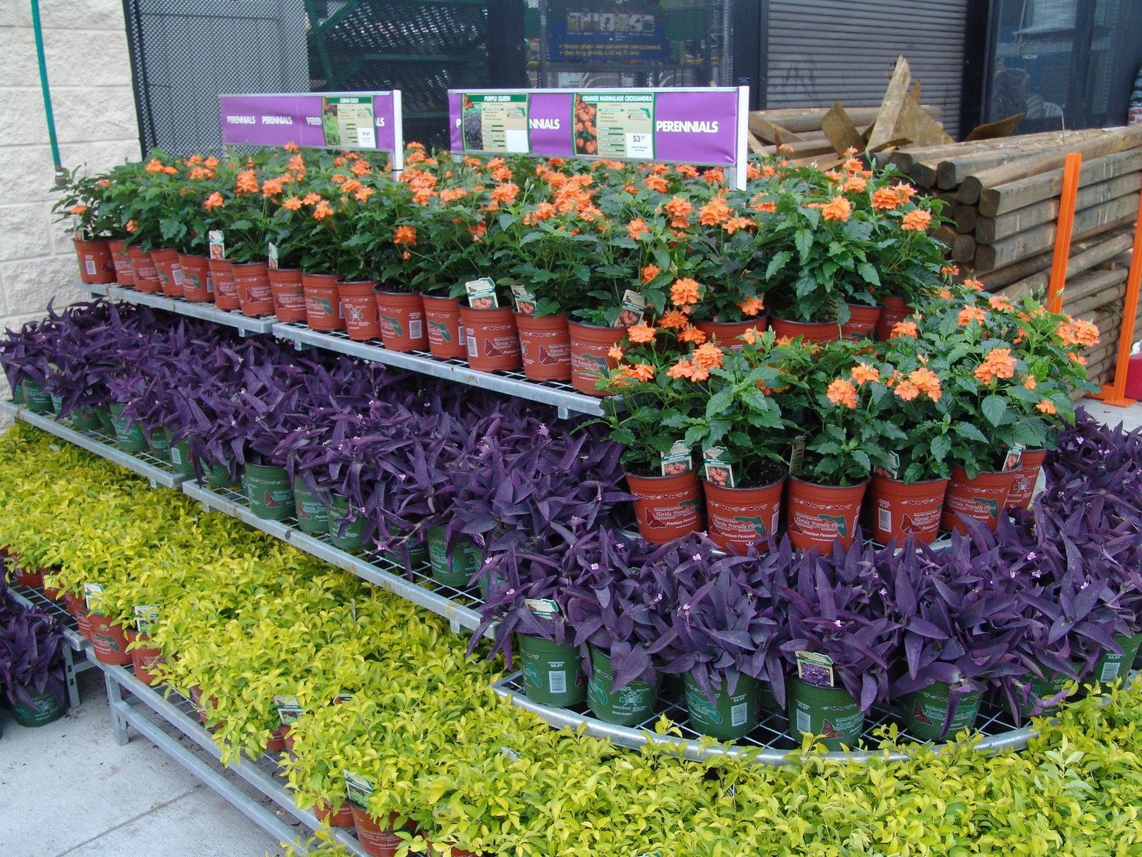 contrasting colors make a statement. florida friendly perennials at