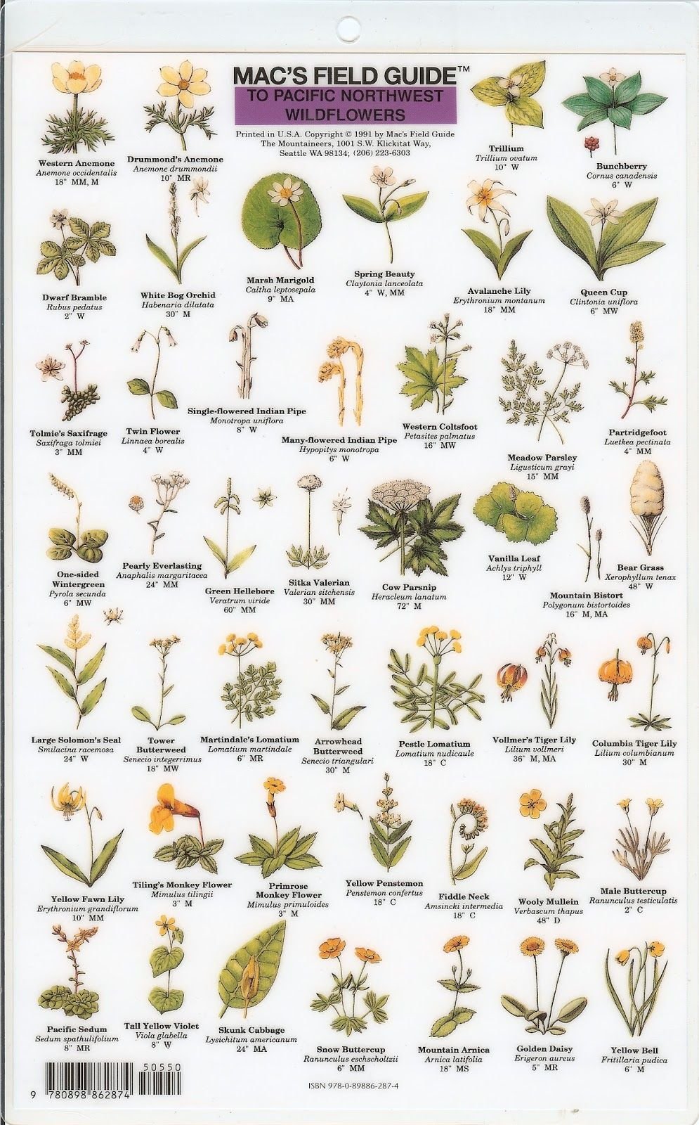 mac's field guide to pacific northwest wildflowers | infographics