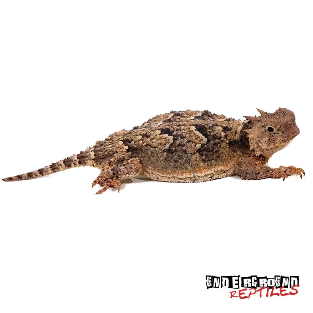 desert horned lizard | gifts | lizards for sale, underground