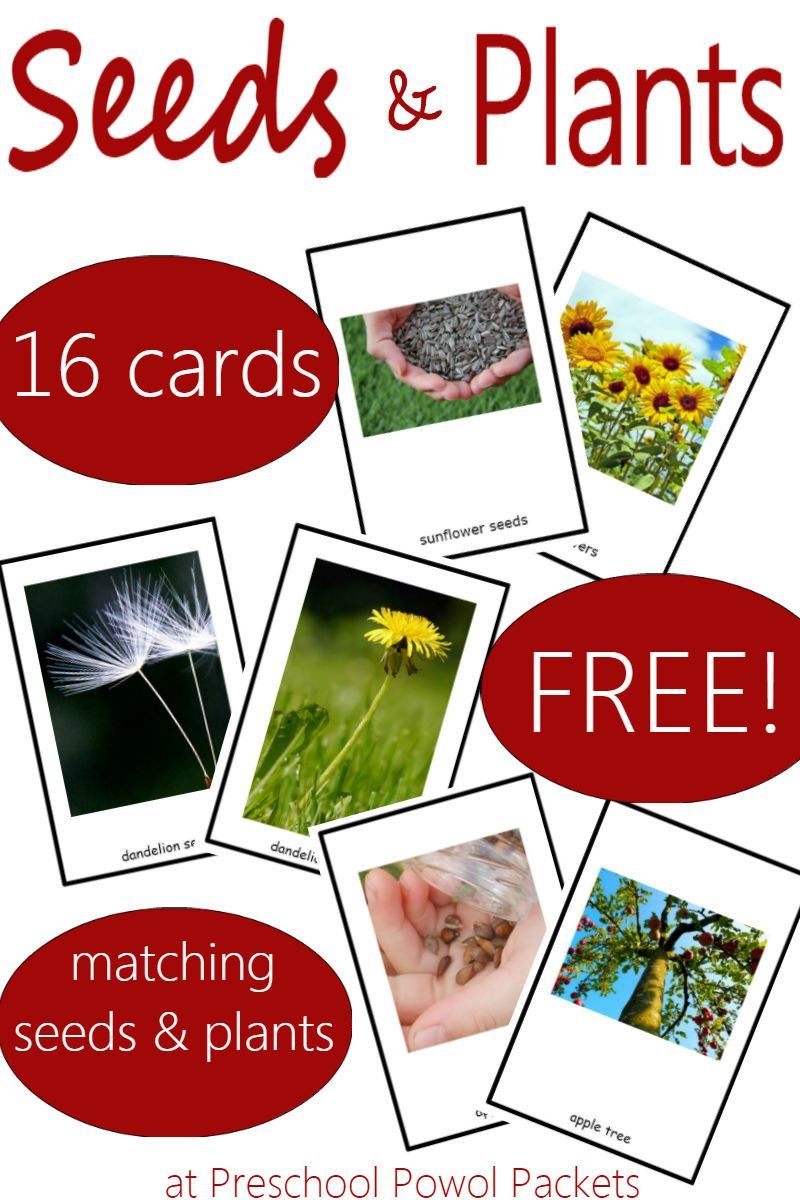seed & plant matching game & {free} printable | preschool powol