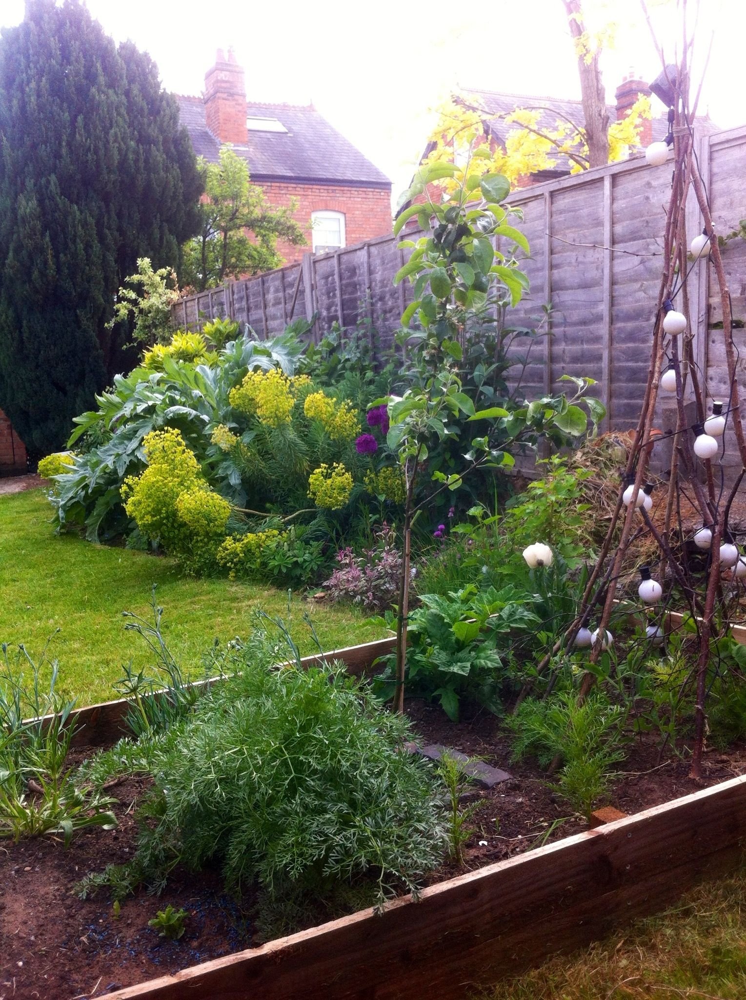 raised bed cut flower garden in may with hazel wig wam, string