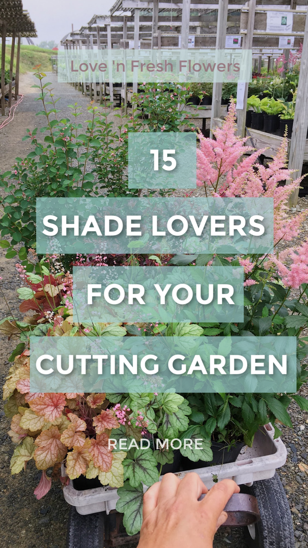 15 shade loving plants for your cut flower garden. grow cut flowers