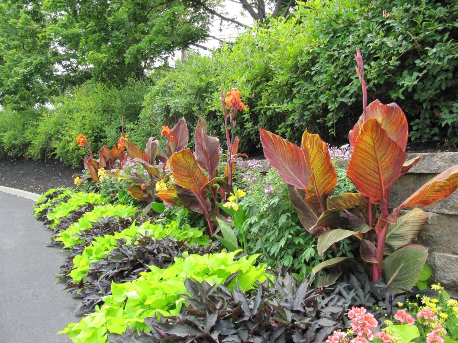 bright green/yellow and purple alternating shrubs | tropical gardens