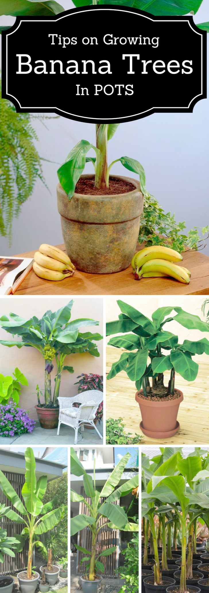 Flower Gardening Tips And Tricks against Gardening Tips Nz ...