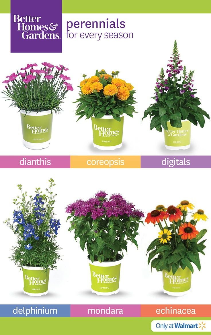 better homes & gardens at the #walmart #garden center #flowers