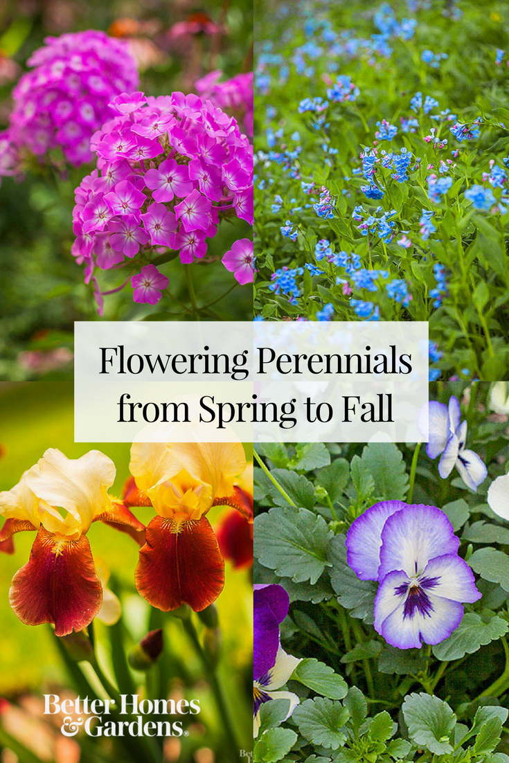 flowering perennials from spring to fall | gorgeous garden plants