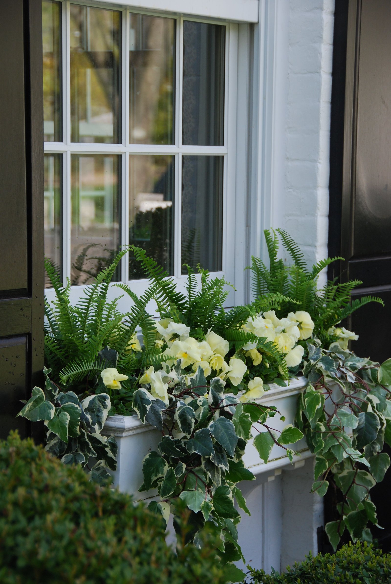 shade window boxlove this ivy | love everything about gardens