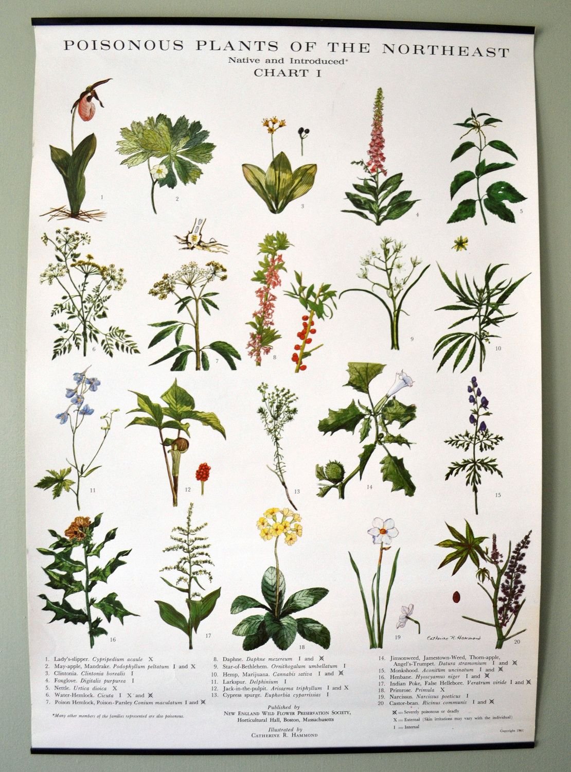 flowers chart with names in english flowers chart with names in