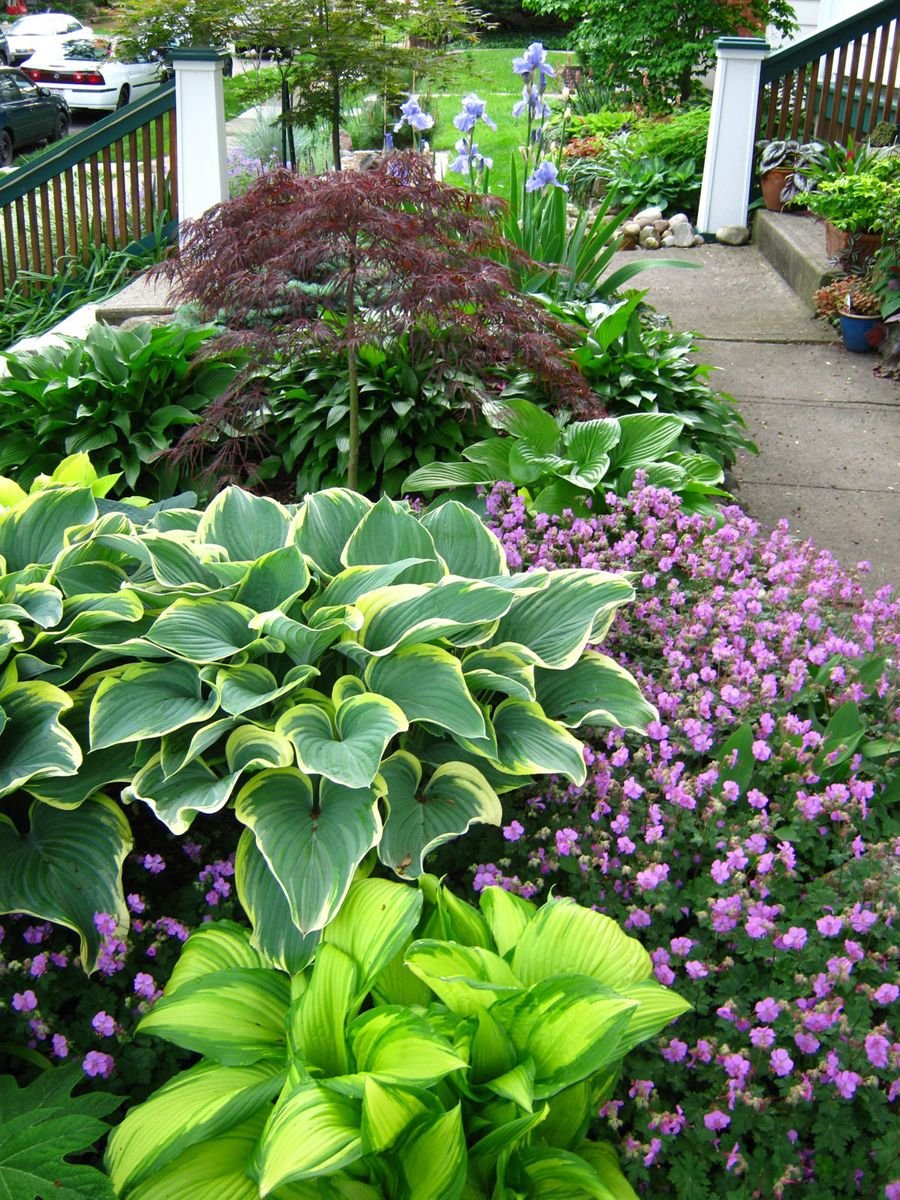 beautiful border for filtered light, or partial shade. hostas