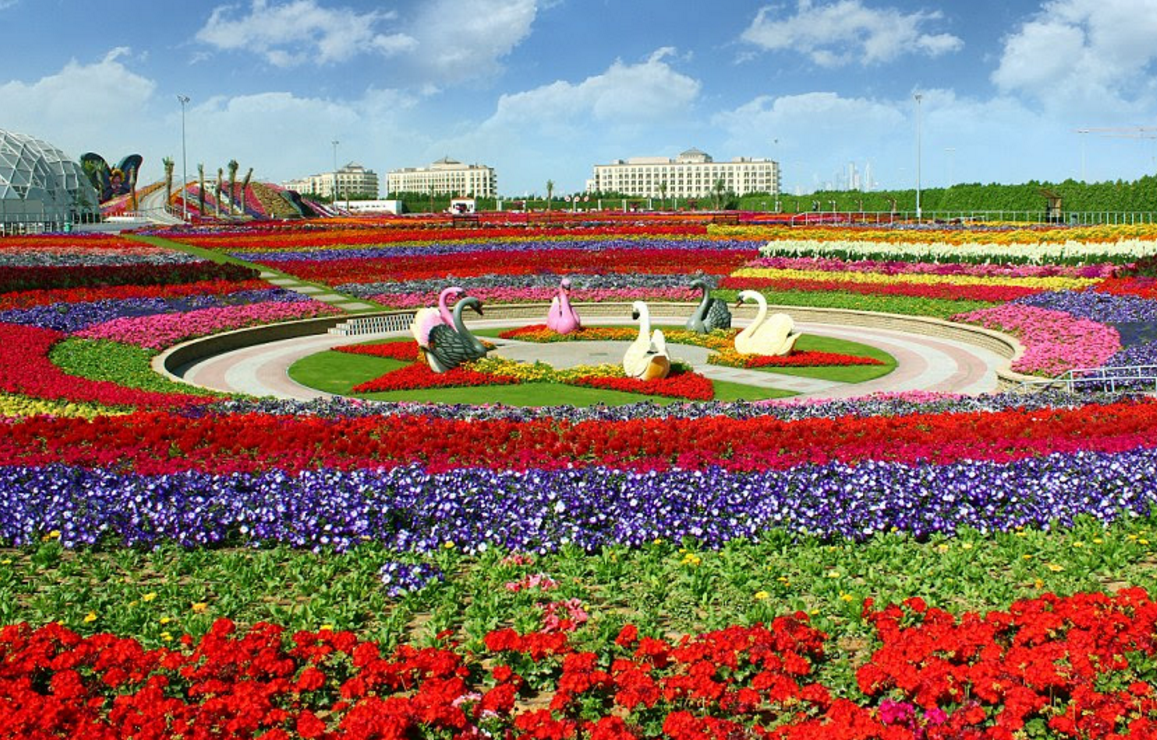 check out the world's biggest flower garden! 45 million blooms
