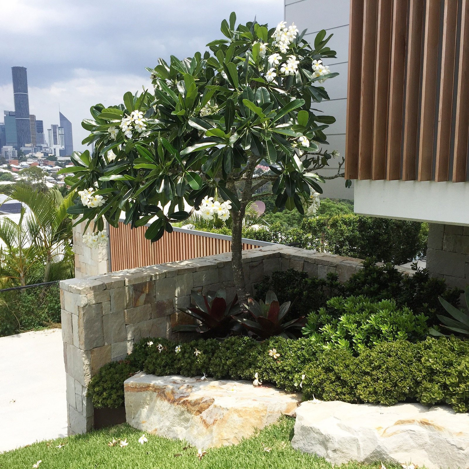 frangipani broad leaf version with mass under planting river front at