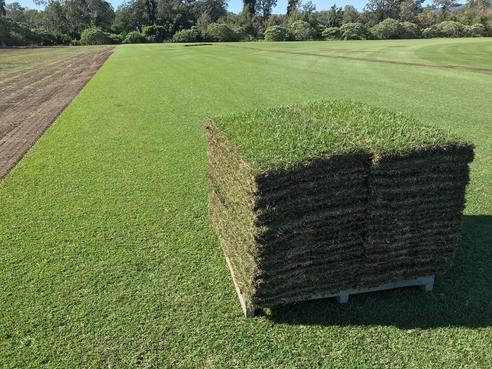 empire zoysia turf brisbane gold coast qld | modern