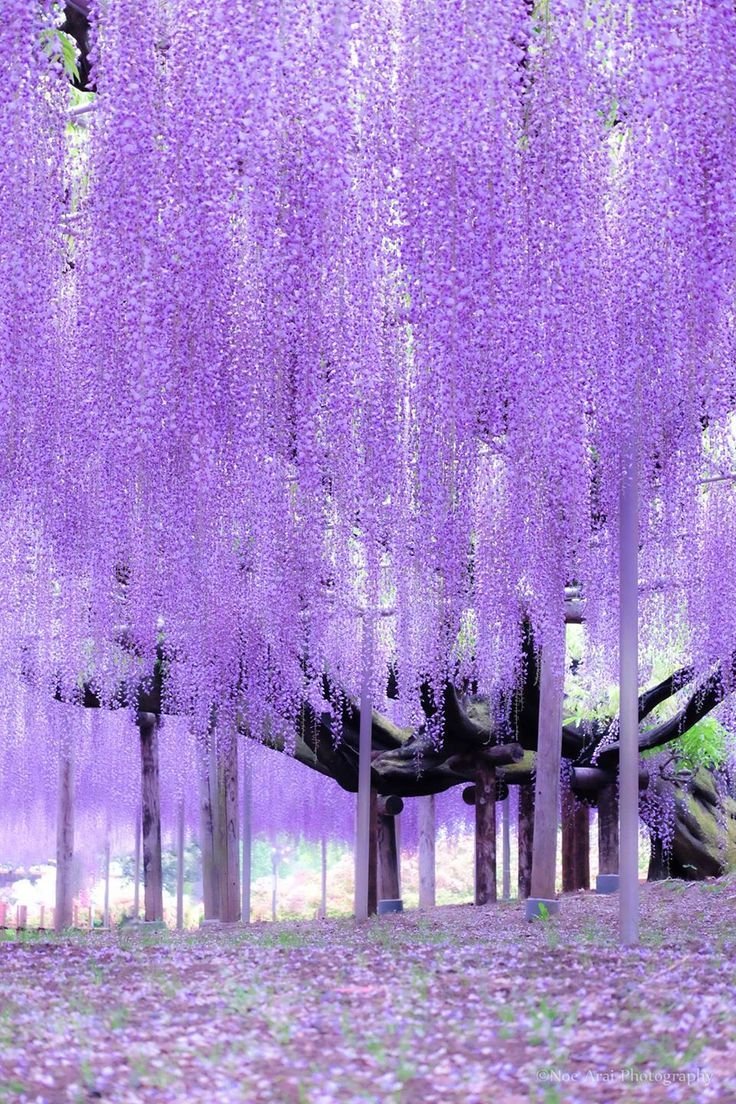 ashikaga flower park, tochigi, japan by noe arai #藤 #wisteria