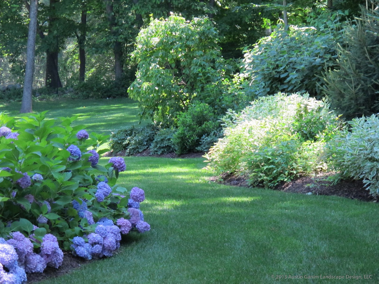 a path between plantings beds in this shady yard, drifts of blue