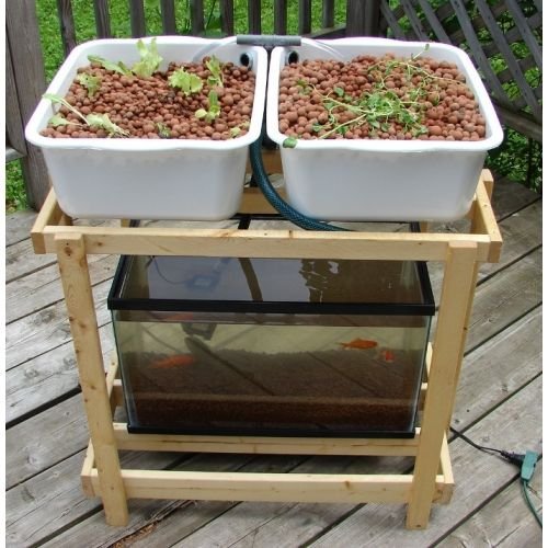 aquaponic system 10 gallon aquarium - Google Search ...