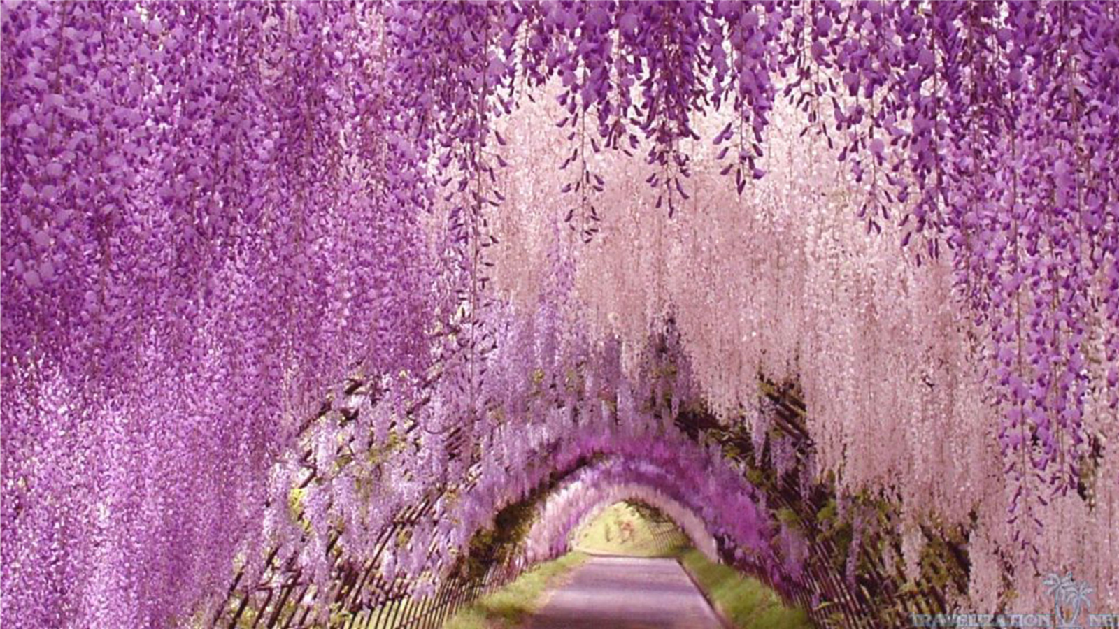 ashikaga flower park, japan | destinations | wisteria tree, japan